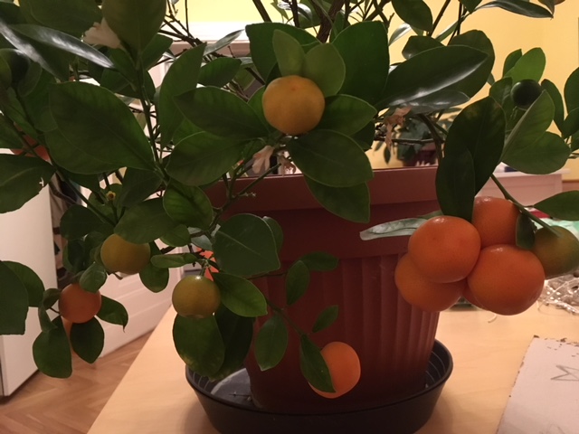 Citrus